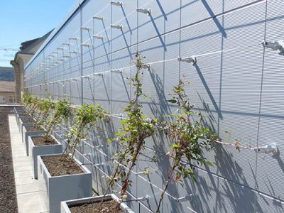 mur vegetal